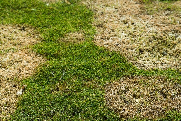 How Fertilizer Feeds Turf